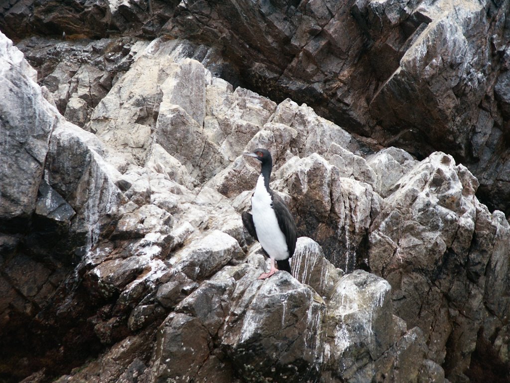 Illes Ballestas ... aquest animal és el culpable del Guano ... merda per a nosaltres ... fertilitzant per a d'altres ... by Josep Fité