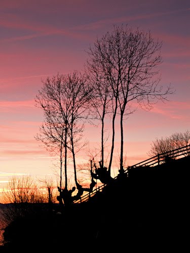 Silhouettes of trees and fences in the dusk (Mont Pélerin) by Thorsten Kurz