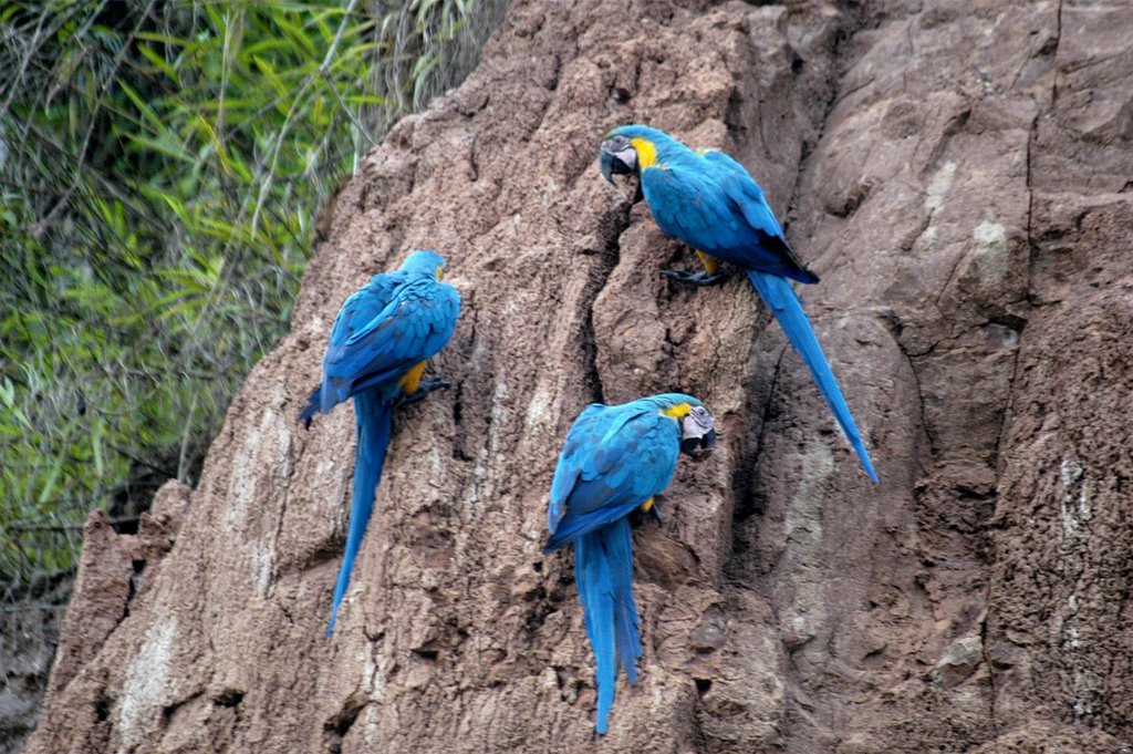 Blue-and-gold Macaws, Tambopata, Peru by Tom White