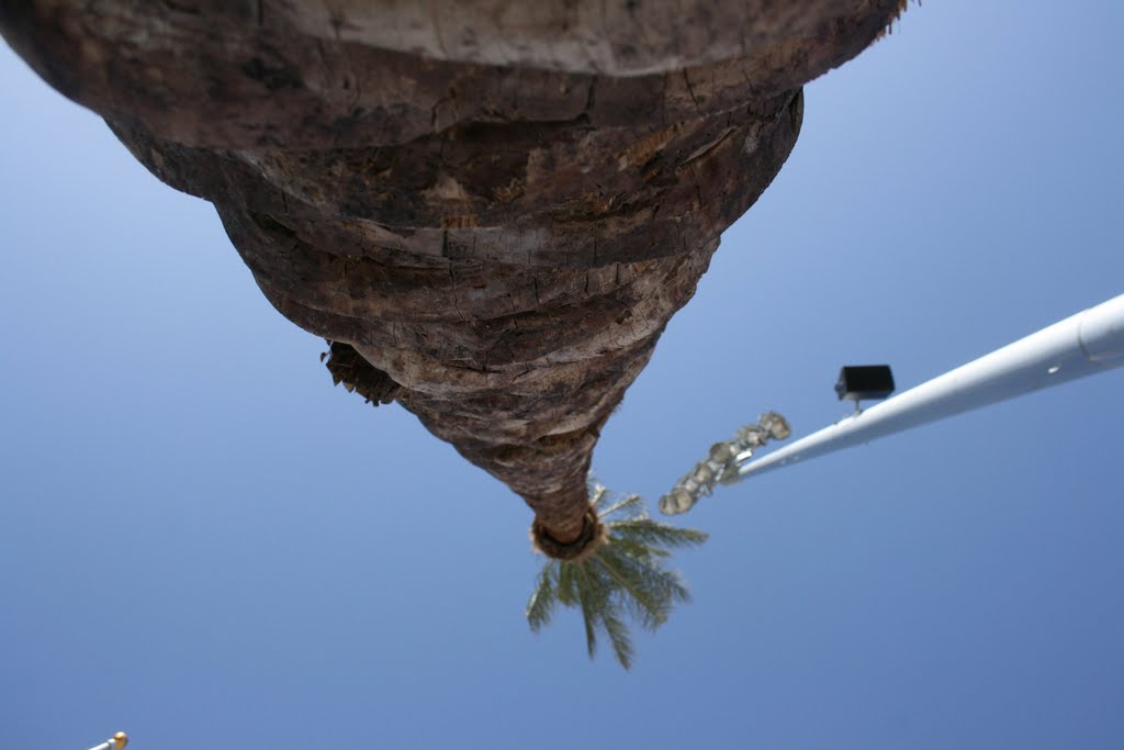 Looking up the Palm Tree by ghentmills