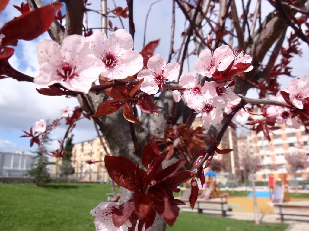 INDICIOS PRIMAVERALES-SPRING INDICATIONS-A CUKY by Antonio Modroño Ferrin