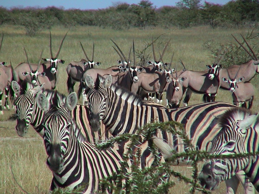 Mountain Zebra in Etosha NP by Jiri Planicka