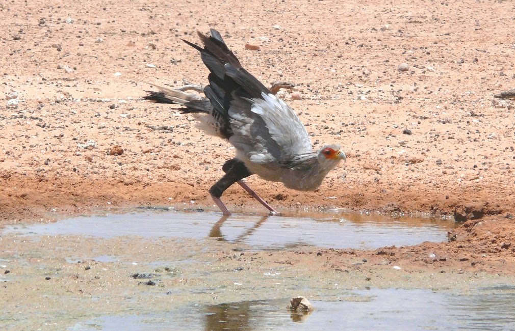 Thitsty Secretary Bird by H.J. van Zyl