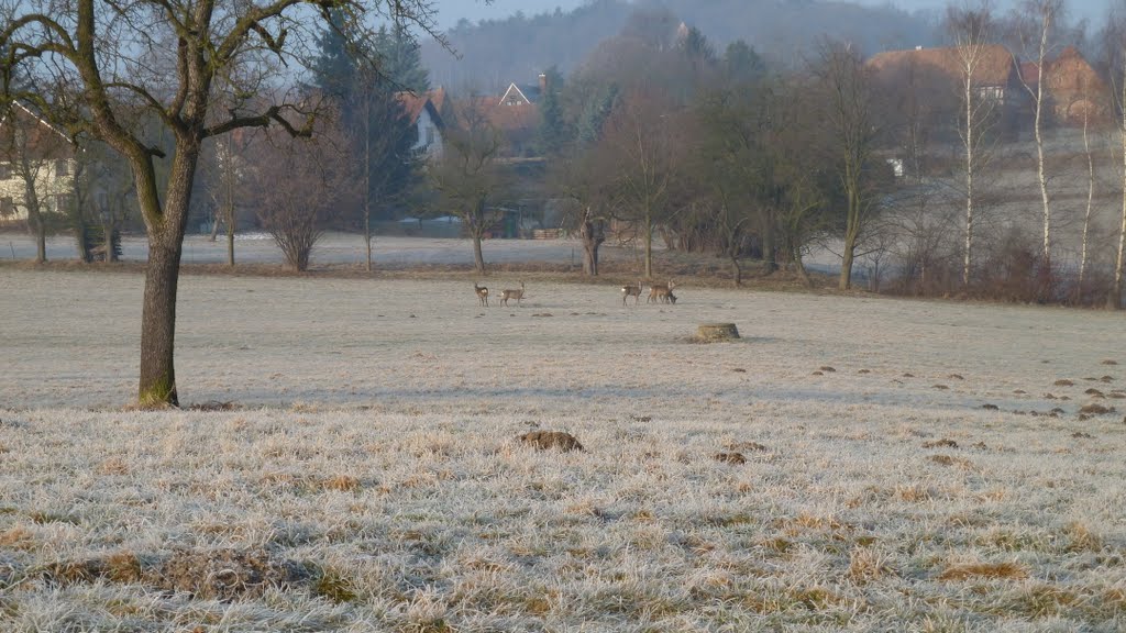 Rehe im März 2011 by MarioHoffmann