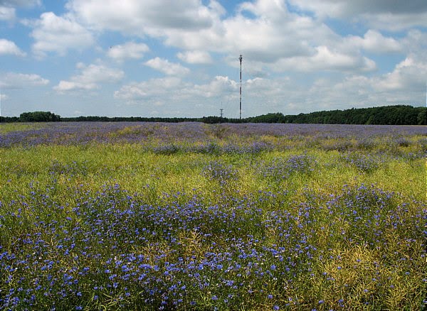 Kornblumen-Raps-Feld bei Schönfließ (2007) by SAXO