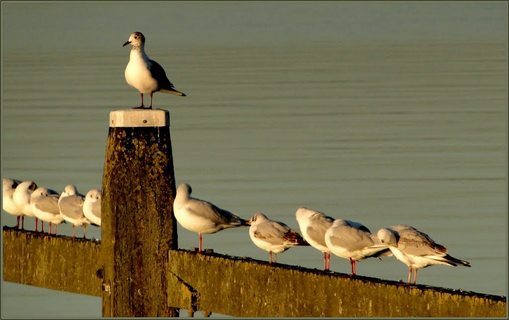 Watching the birds.. by Chris10 ©