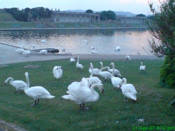 Swans in Barry by Vikram G Aarella