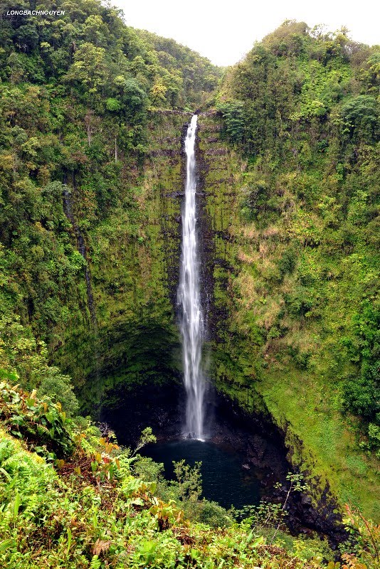 Akaka Falls by longbachnguyen