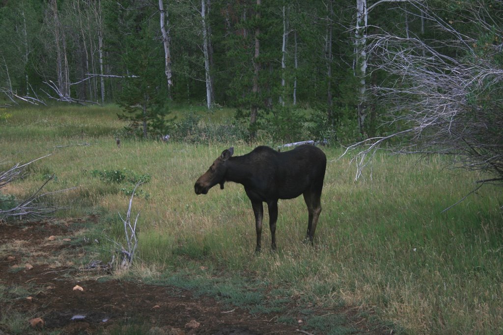 MOOSE NEAR MIRROR LAKE UTAH - Nate Hunter by www.Hunter4Homes.com