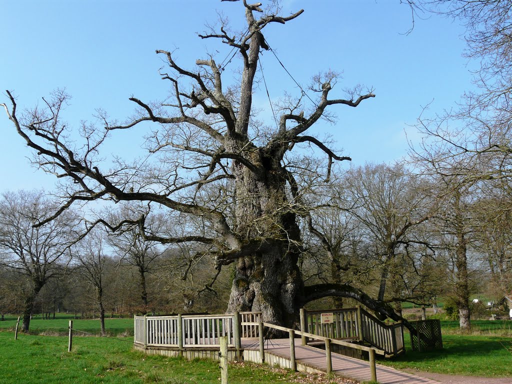 Arbre remarquable de mille ans : le chêne à Guillotin (mars 2011) by franek2