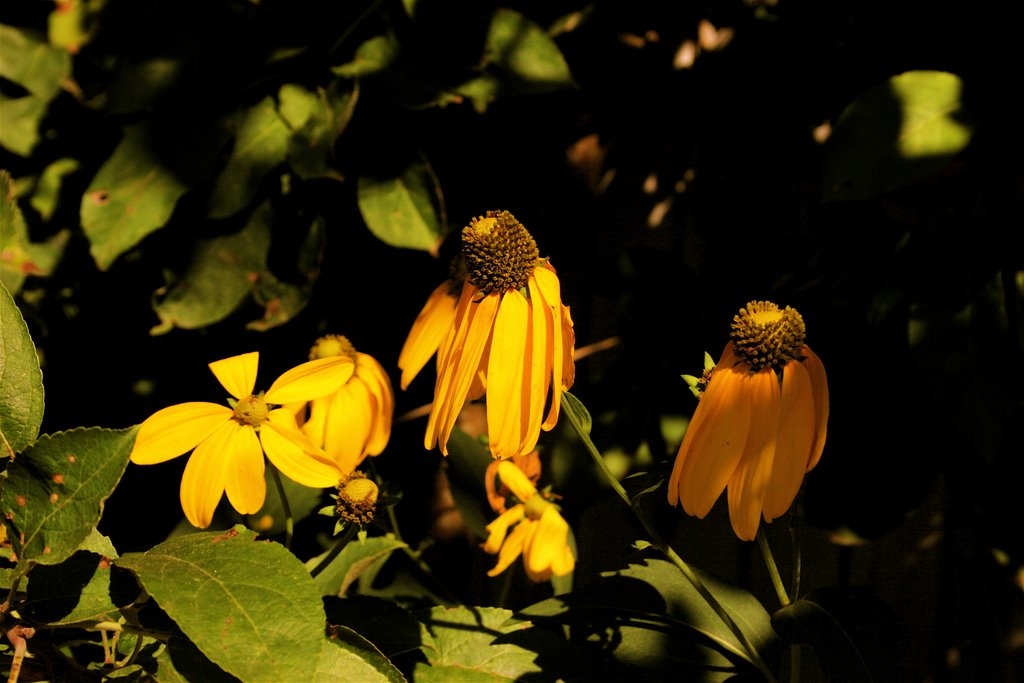 IMG_3899 Yellow Cone Flowers by ©Toodleberry