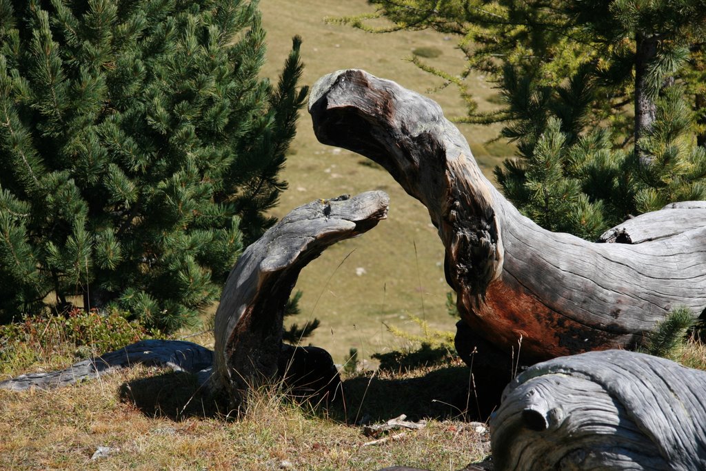 Jurassic Parc in Val Müstair near Alp Champatsch by rblanc