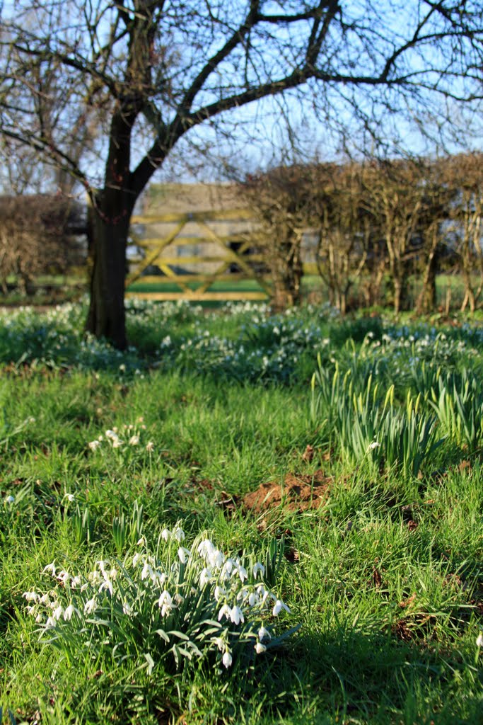 Snowdrops by mhphotography