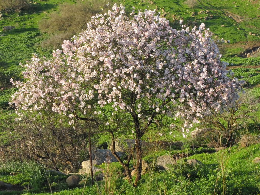 Almond tree in syrin plato israel by shimon_wainer