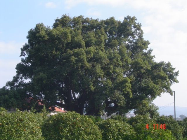 Canforeira ESAC Bencanta- Coimbra by Álvaro Rosa