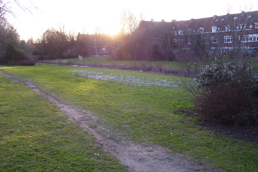 Gras met Krokusjes van het Galileiplantsoen by Ch3y3nn3