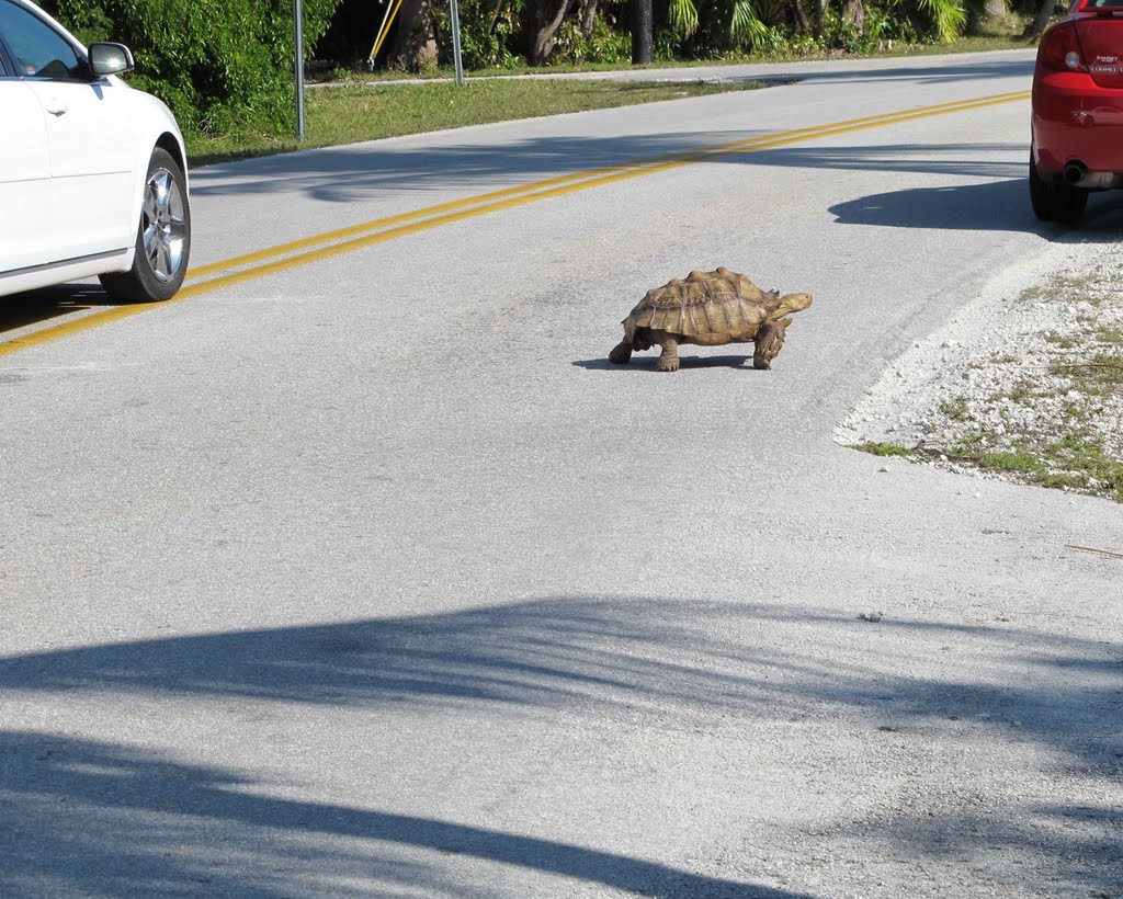 Turtle Crossing by Steve Powell