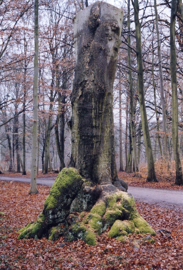 Ludwigslust, Baum im Schlosspark by janki41