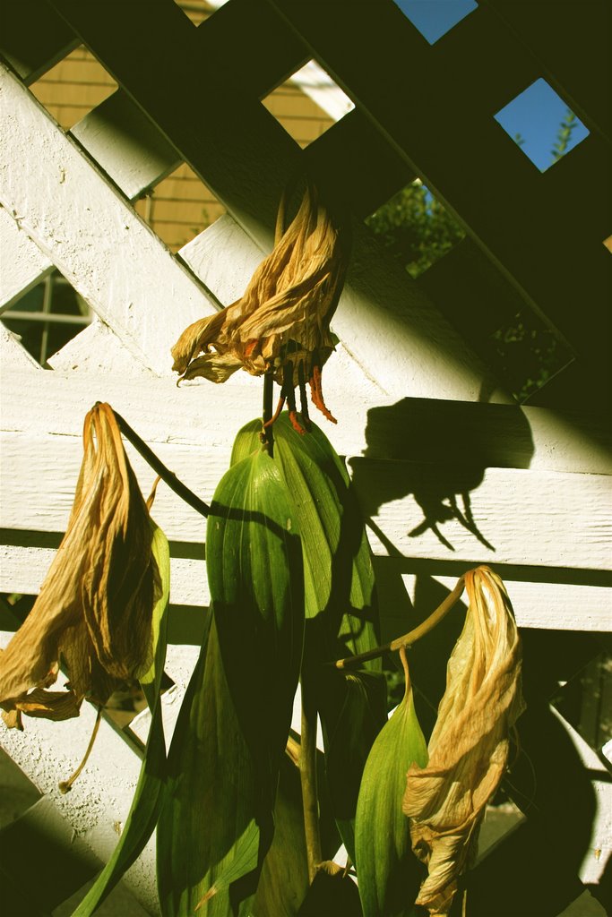 IMG_3834 Patio Flowers by ©Toodleberry