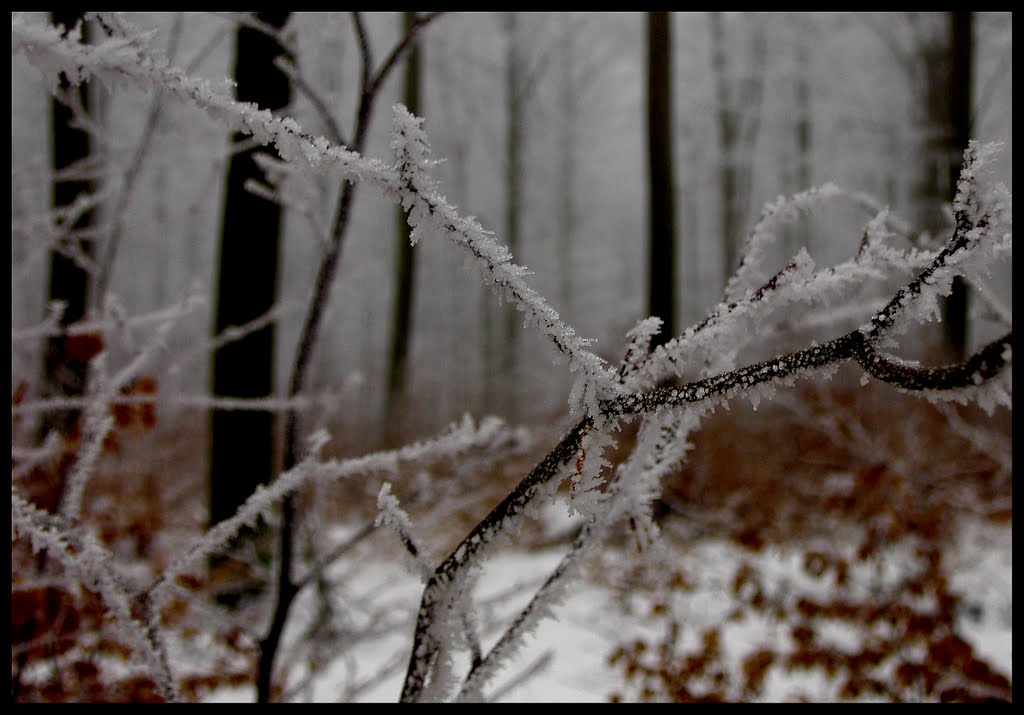 Barbed wire by Paul Michael Christensen