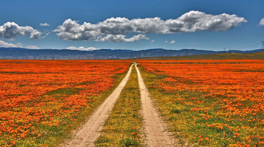 Poppy Road in Widescreen by www.PhotographersNature.com