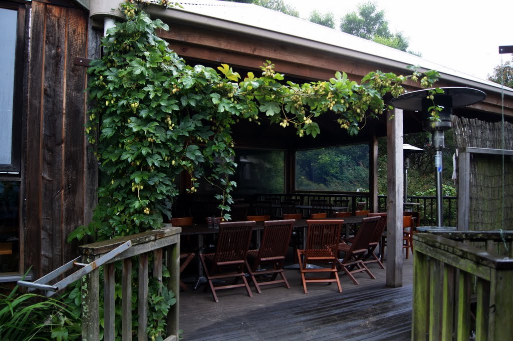 Hops at Red Hill Brewery (2011). The small 'flowers' are handpicked and used in the beer-making process by Muzza from McCrae