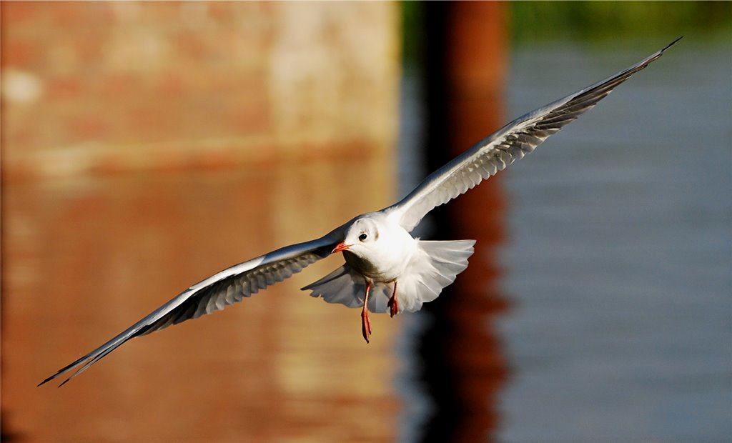 Segelflug (in groß kommt es besser) einmal auf´s Bild klicken u. F11 drücken by Rudy Ke-duen