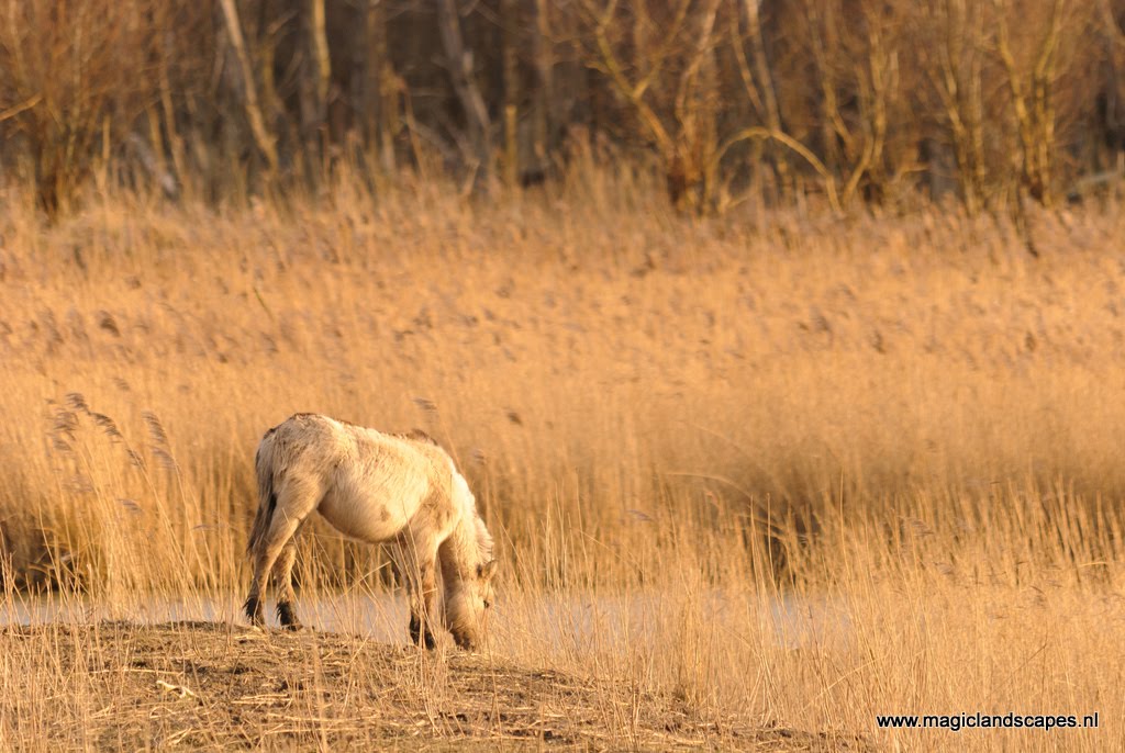 Konikspaard in de Oostvaardersplassen by Arjan Keers