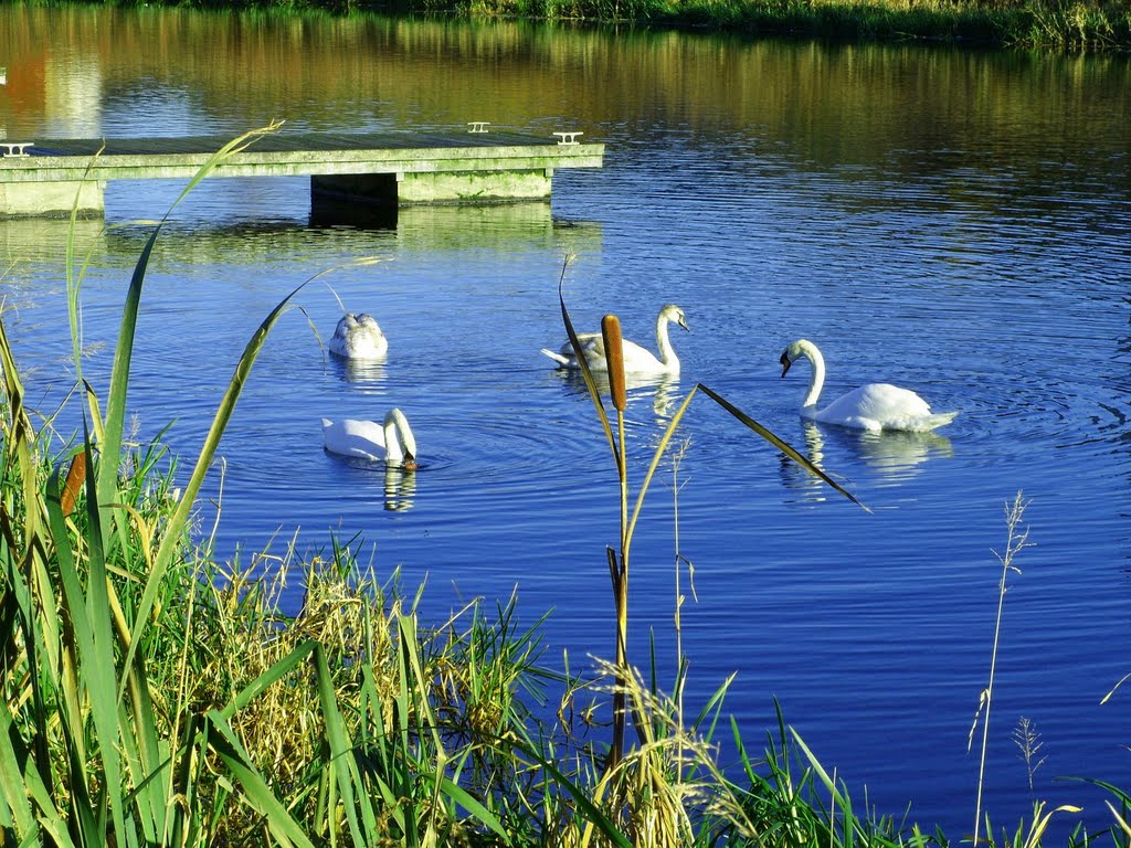 Swans by Sildina