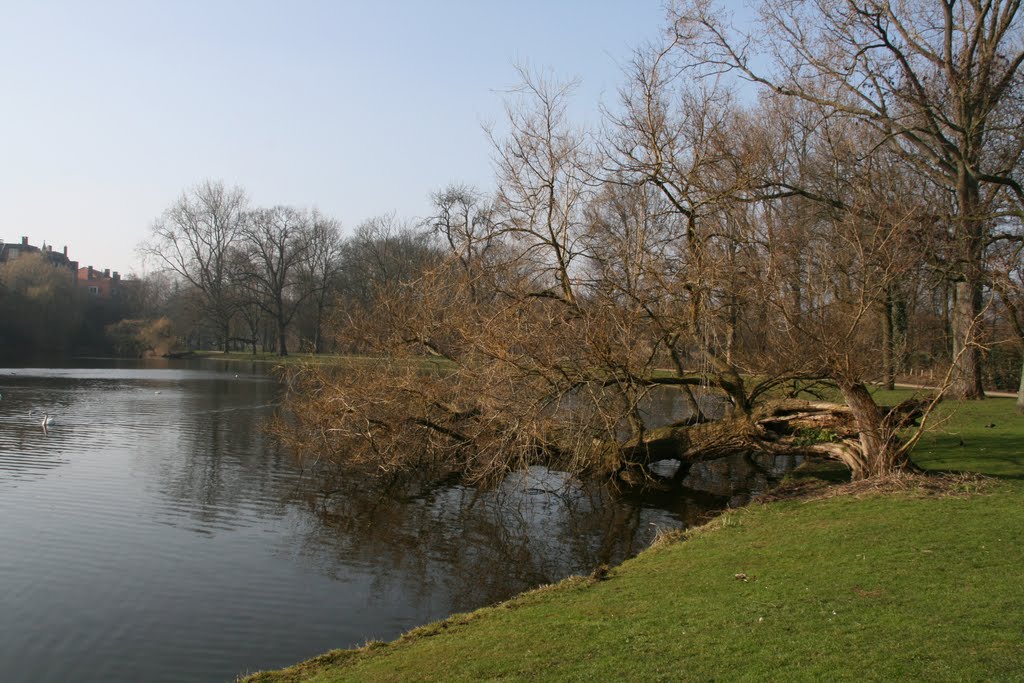 Snapped tree hanging; Vondelpark, Amsterdam. by Carl030nl