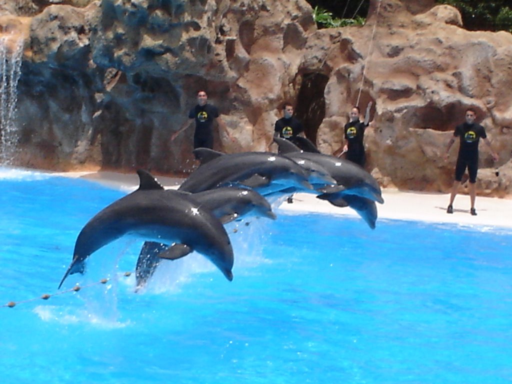 Delfinshow im Loro Parque by Claudia Günther