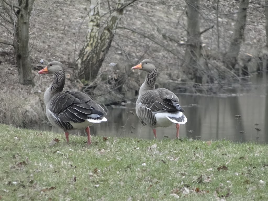 Gaan we zwemmen of een eindje wandelen? by vandelouwgerda