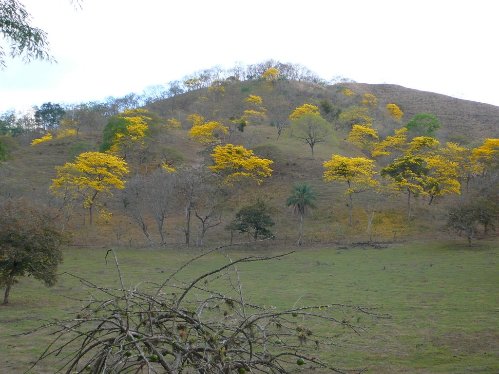 Cortezas en Nicoya by sanchocr