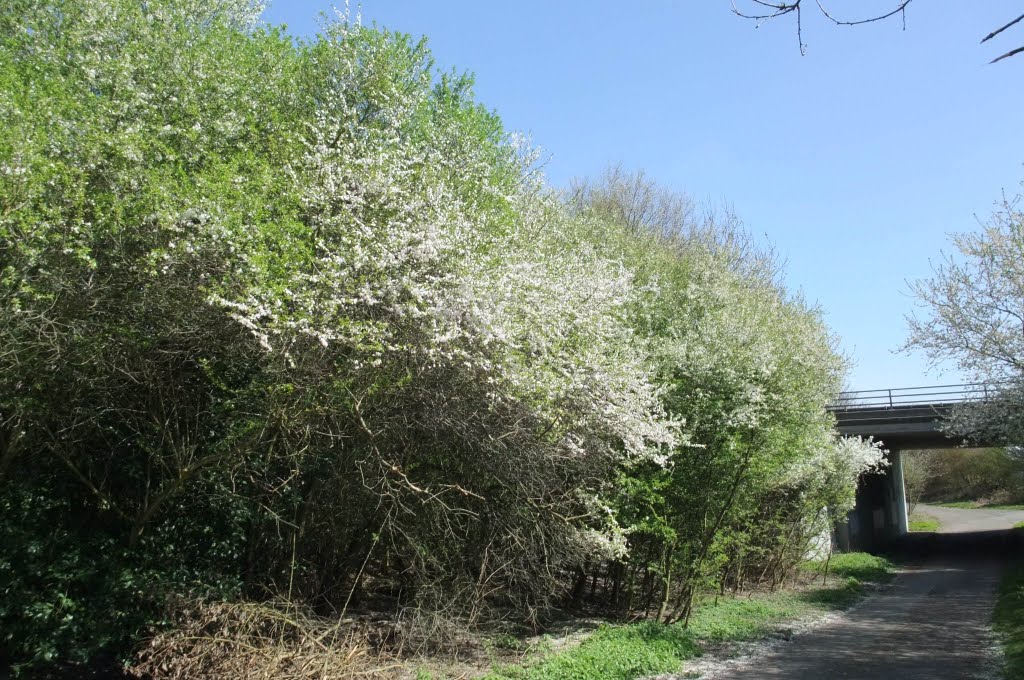 Prunus cerasifera, Marlow by timn.harrison