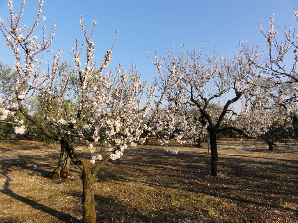 Primavera in Puglia by vitomichele41