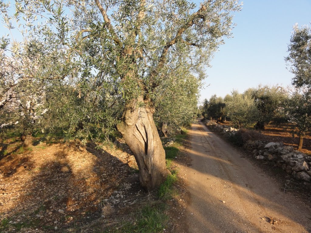 Primavera in Puglia - Strada di campagna by vitomichele41