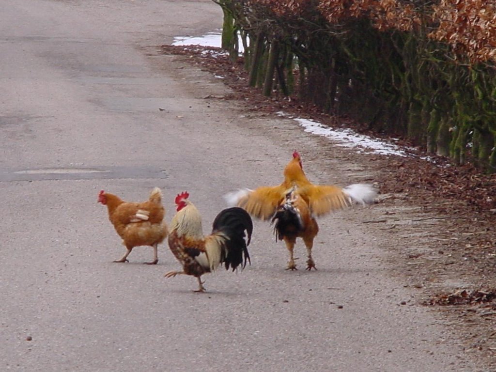 Der Frühling ist da! by Walter Gmeinwieser