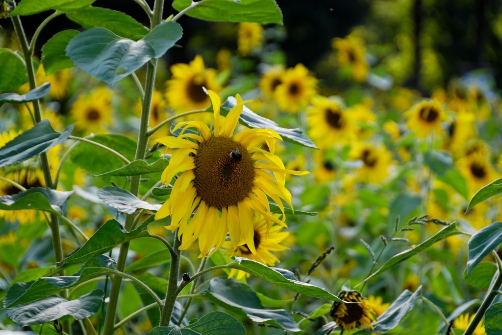 Sonnenblumenfeld im Freilichtmuseum Grefrath by Guenni (wallsound)