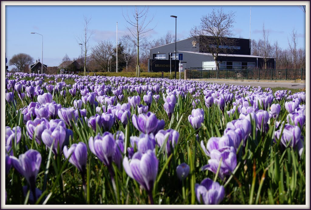 Krokusjes voor de brandweerkazerne by Ria Overbeeke