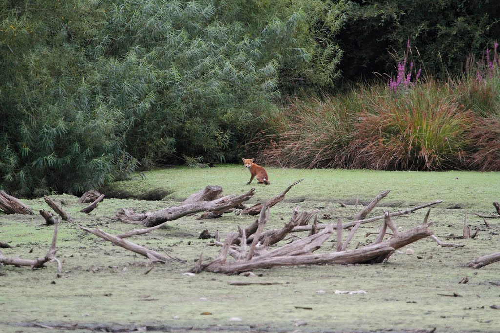 Red Fox at Chard Nature Reserve by Lewis Bates