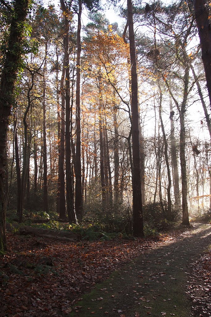 Winter sunlight through trees: Chard Nature Reserve. by Lewis Bates