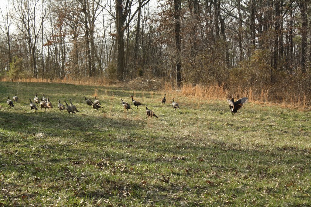 Wild Turkey...Near Corinth, Illinois......(1622394350) by 1622394350