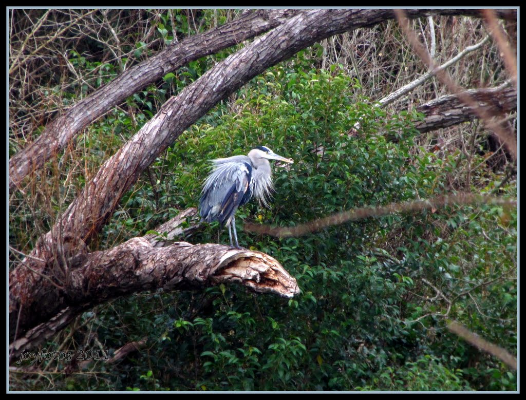 Great Blue Heron....Ardea herodias by joyfotos