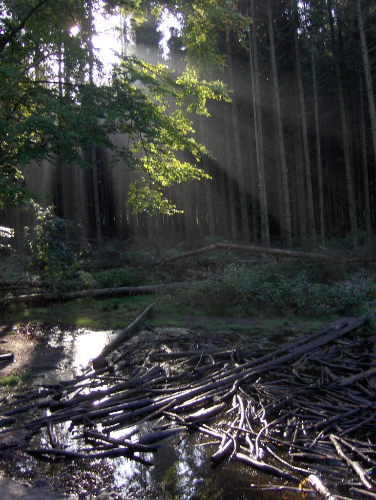 Zonnestralen in de zon by Guido Musch