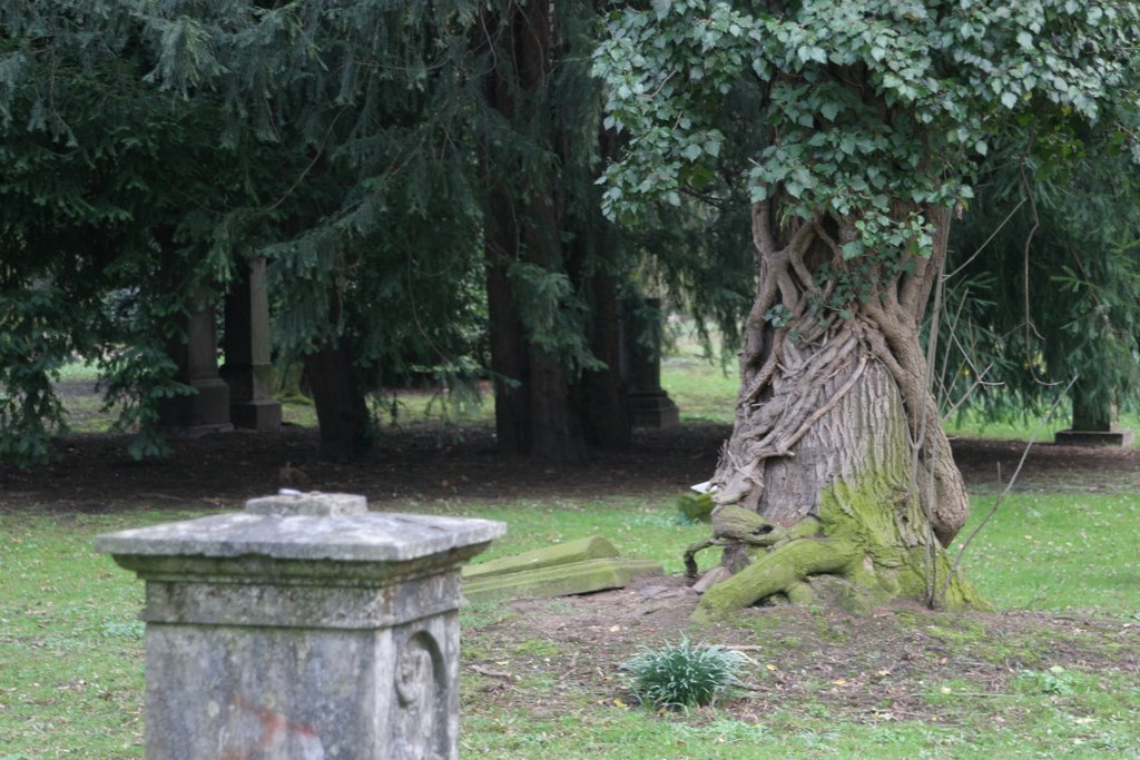 Düsseldorf, Golzheimer Friedhof by WidoGraphie