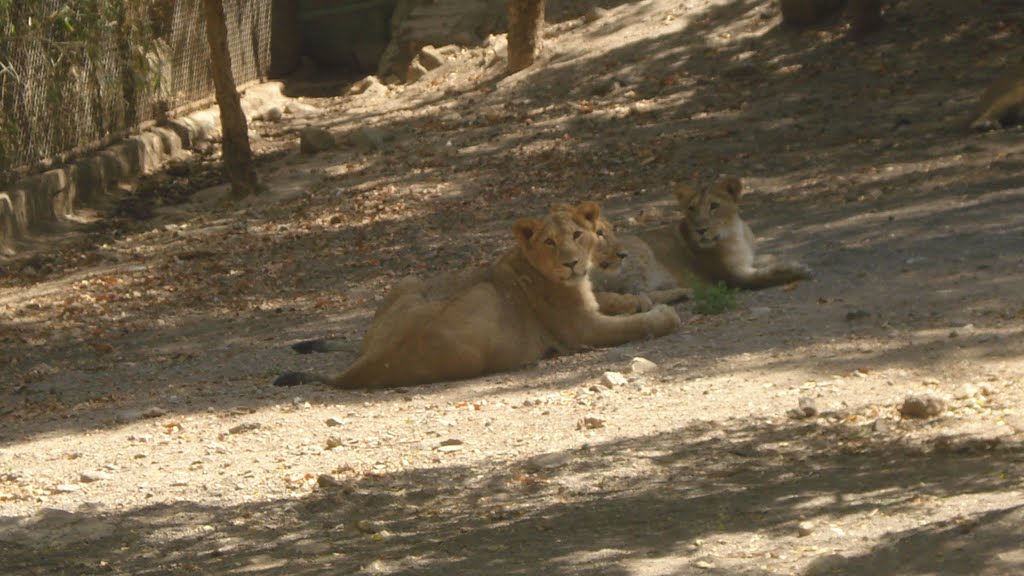 Sakkarbaug Zoo Junagadh by ramarathna