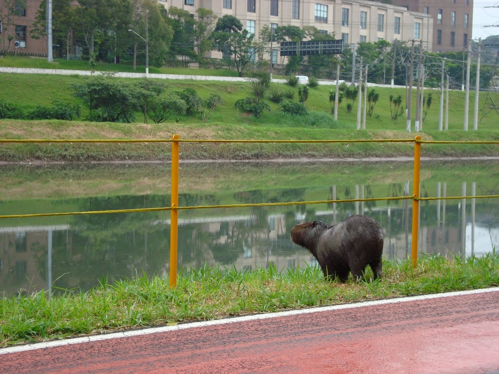 Capivara (03/2011) by Urias E. Takatohi