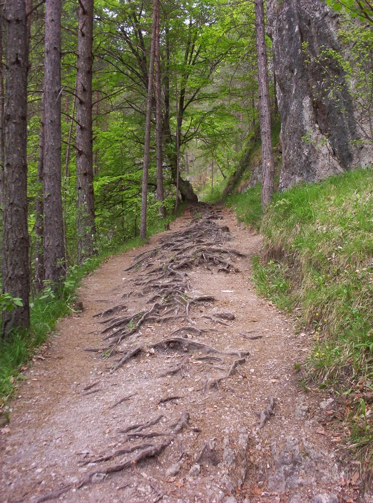 Súľov - lesná cesta by Jan Melicher SVK