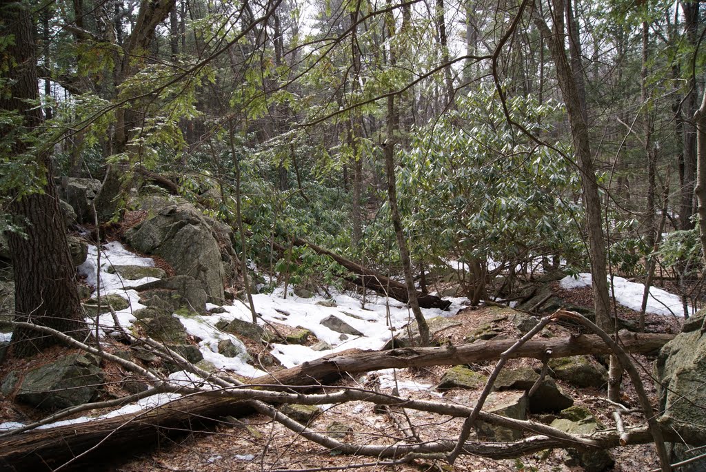 Evergreen Rhododendron. Northern food of Wilson Mountain by Uriah Prichard