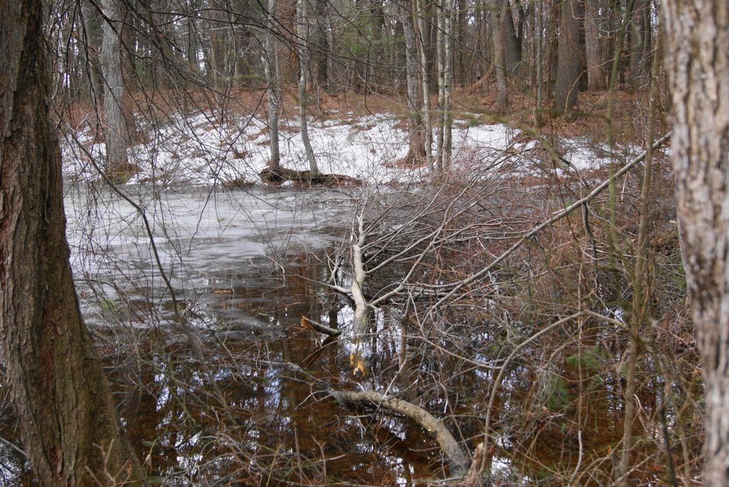 Spring flooding. Beavars habitat place by Uriah Prichard